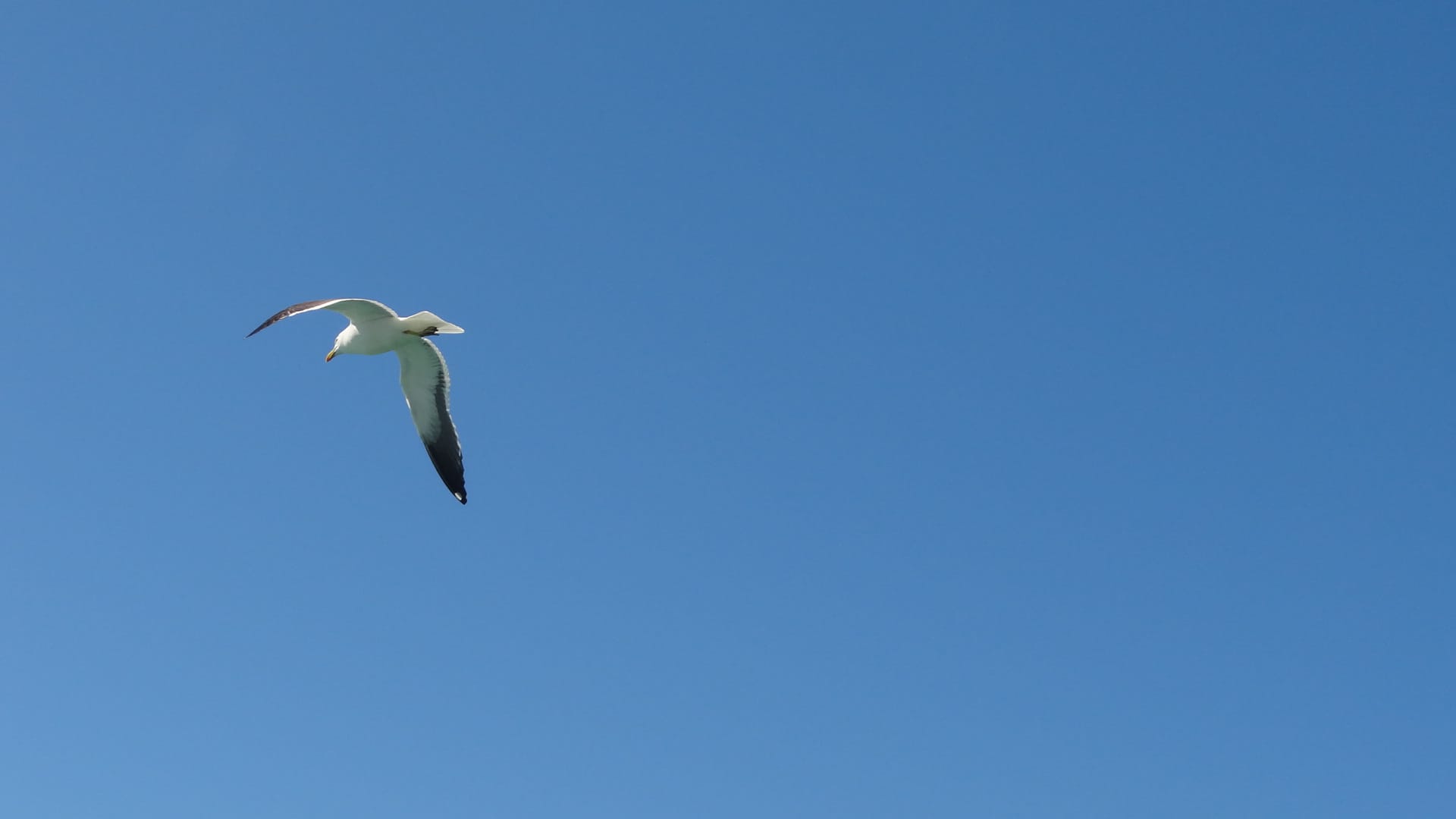 Debaixo de Tuas asas