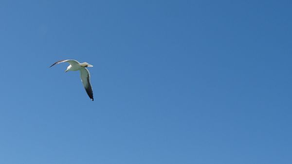 Debaixo de Tuas asas